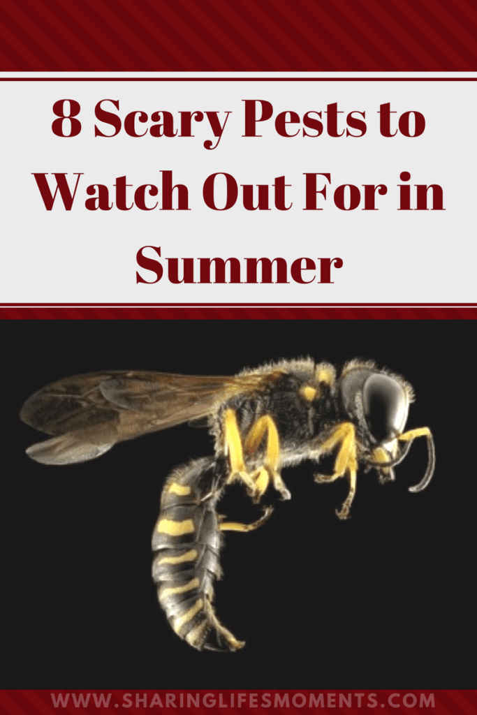 8 Scary Pests to Watch Out For in Summer 1 This is the time of year for the scary pests to watch out for in summer. Which ones would you add to this list?
