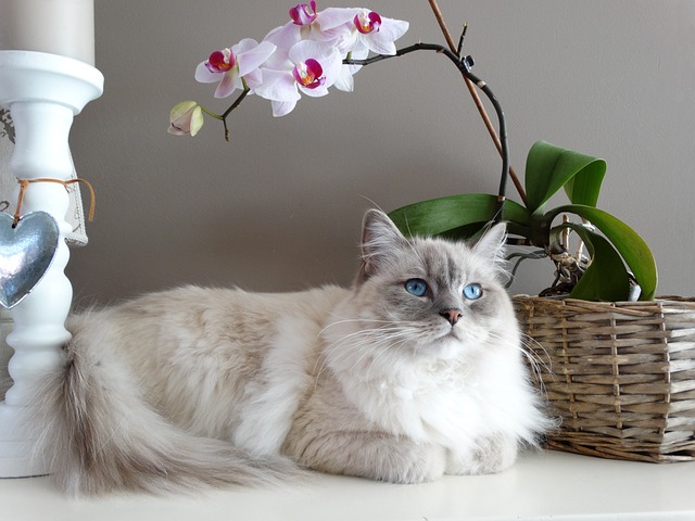 Find out why a Ragdoll cat could be your perfect pet match. Learn about their gentle nature, affectionate behavior, and what makes them an ideal companion.