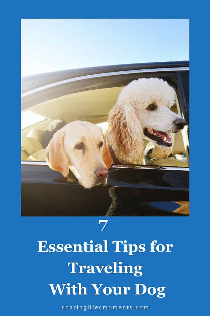 Traveling with your dog? Find essential tips and advice to make trips safe and fun for both of you. Make unforgettable memories together on the road!