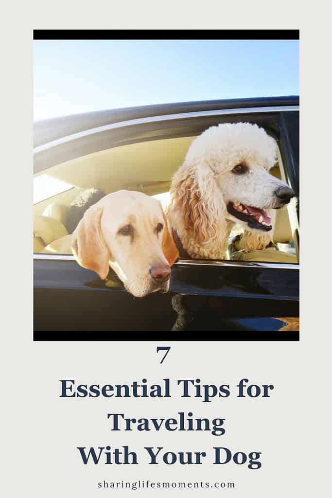 7 Essential Tips for Traveling With Your Dog 1