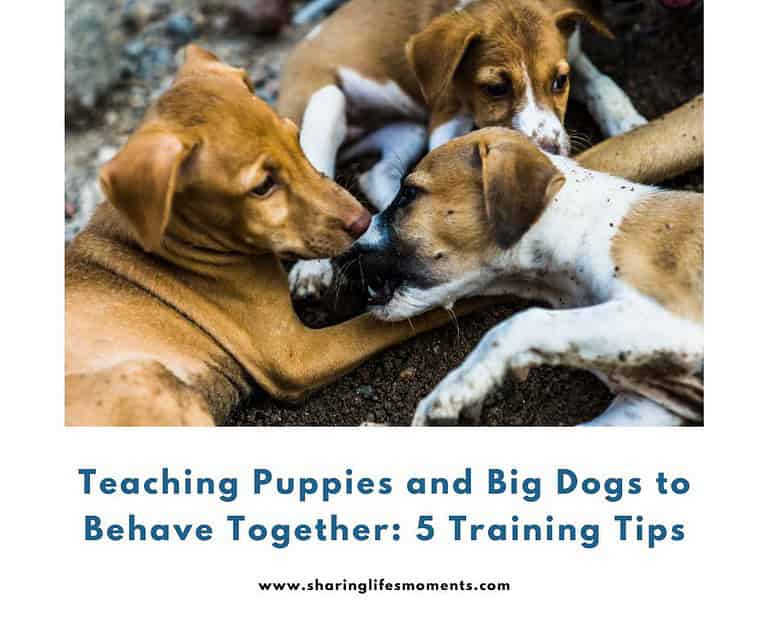 Master the art of harmony! Discover essential tips for teaching puppies and big dogs to behave together. Say goodbye to chaos and hello to well-behaved pets! 🐾🐕📚